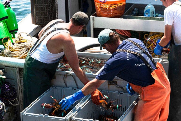 Maine lobsterman catches ultra-rare cotton candy lobster with crazy odds: 'It just glowed'
