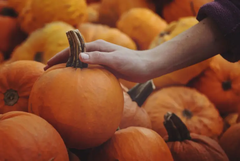 Best Places to Buy Autumn Foods Online: Your 2026 Guide