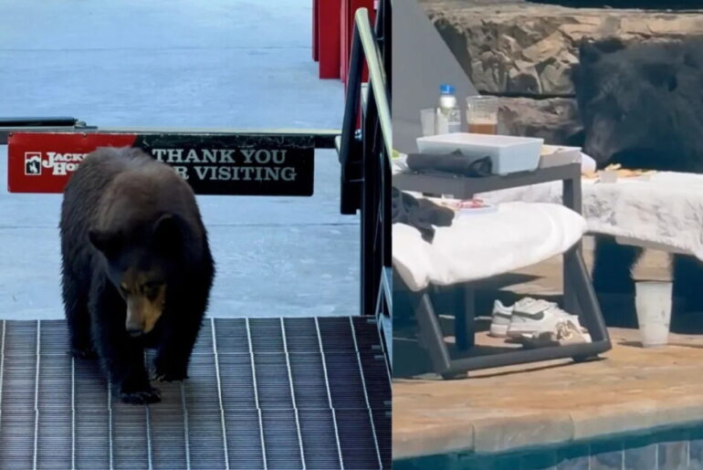 Two bears in Teton Village euthanized, capping busy summer
