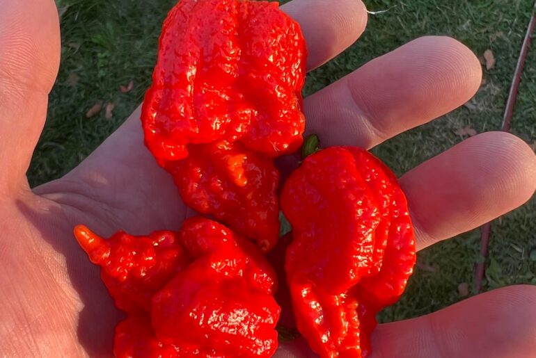Peppers finally ripening