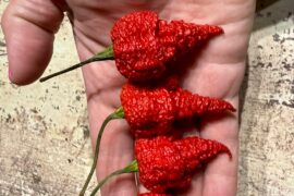 Was gifted some peppers