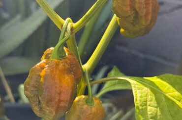 Unknown pepper