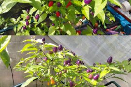 Loco chilli plant.
