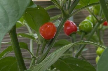 After my failed Thai chili harvest, I think I finally struck gold with Wiri Wiri peppers