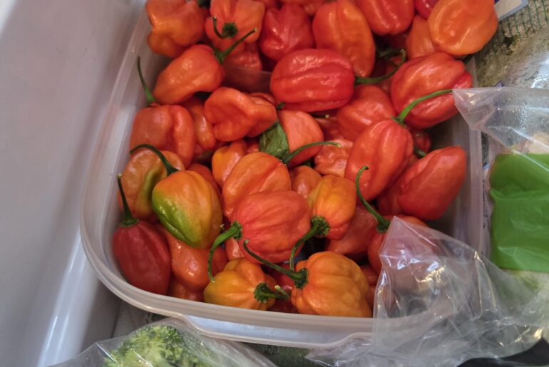 What should I do with my extra aji dulces?