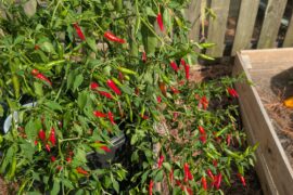 Burmese bird peppers