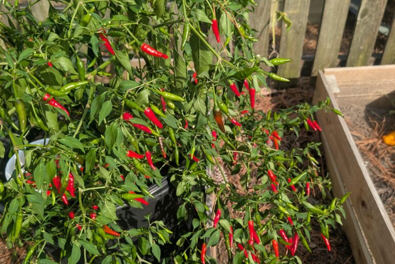 Burmese bird peppers