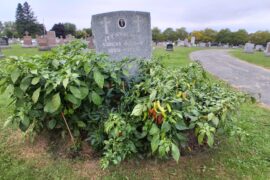Graveyard Ghost Peppers, still growing strong in Zone 6B....BOOYAH