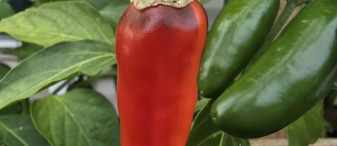 And the winner of "Most Photogenic Pepper of the Year" is this guy!
