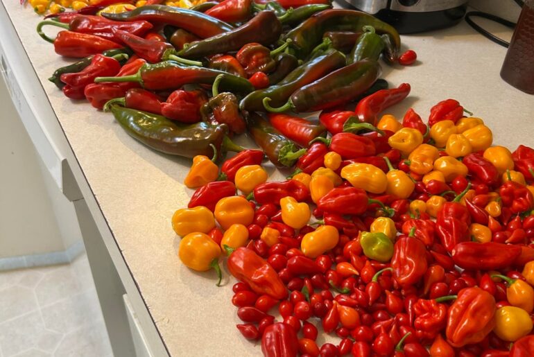 Final big harvest!