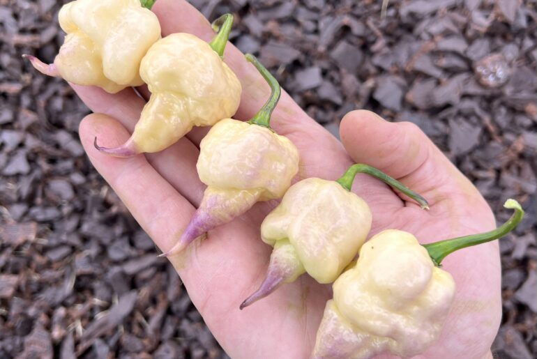 Jay's Pink Reaper Lemon