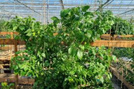 This monster of a habanero plant has been incredibly healthy, productive and oversized.