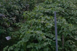 Hot pepper field 2026