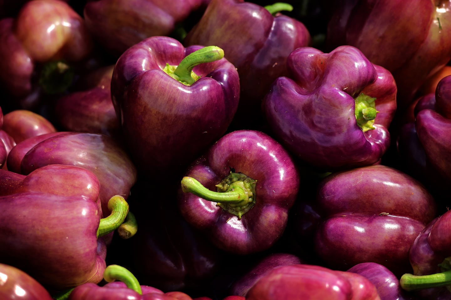 Freshly harvested purple islander peppers sat in a basket at the UMass Student Farm.