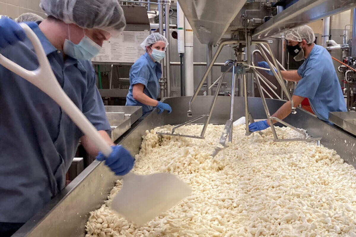 Student employees and staff at the WSU Creamery scoop and stir curds during the cheesemaking process, filmed for “The Rachael Ray Show.”