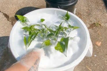 7 POT PRIMO: The Dunk.