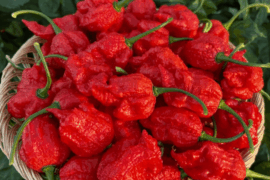 What’s the hottest pepper you’ve tried?