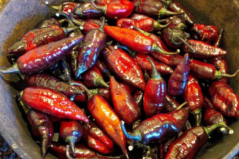 Blood Ghost! First serious harvest.