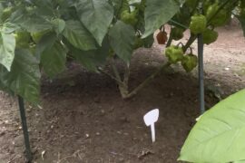Heirloom orange Habanero! This plant is a certified beast!