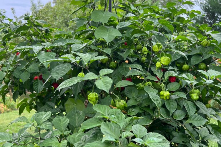 2 year old Carolina Reaper and Trinidad Scorpion