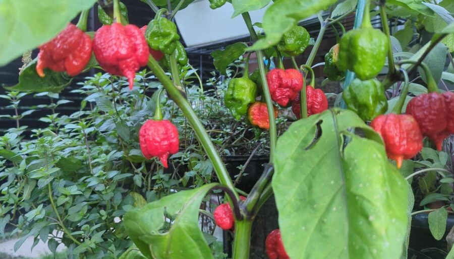 Dragon’s Breath from my garden and the chilli crisp I made from them