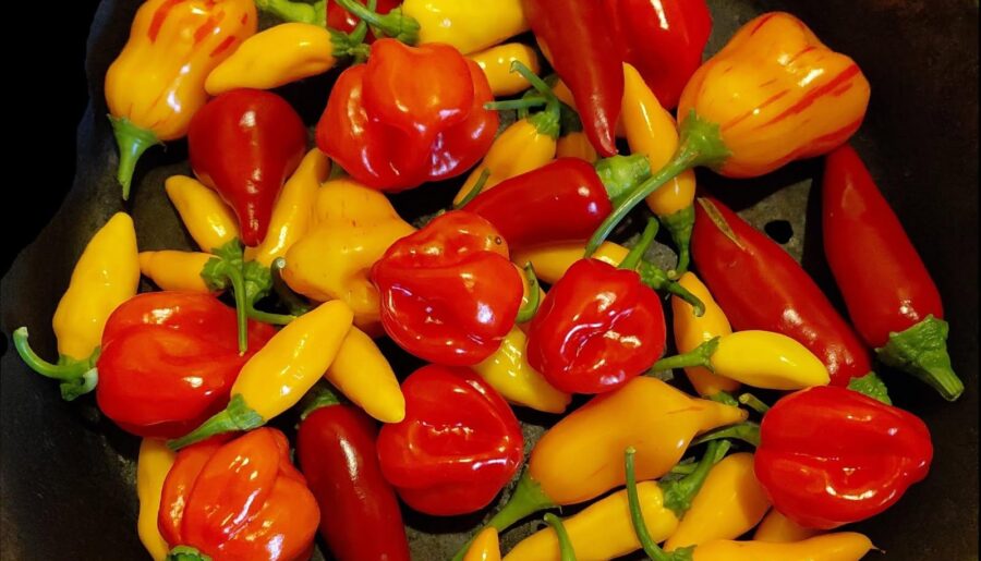 Datils, Habaneros, Fresnos, Tangerine Tigers