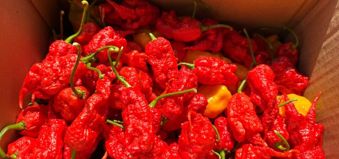 Sunday Superhot Haul