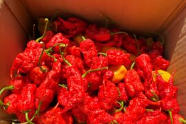 Sunday Superhot Haul