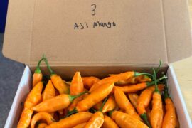 Boxes of peppers.