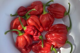 Habanero reds and tiny little scorpion reds...first harvest kinda smal