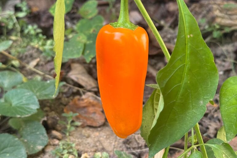 Any ideas on what kind of pepper this is?