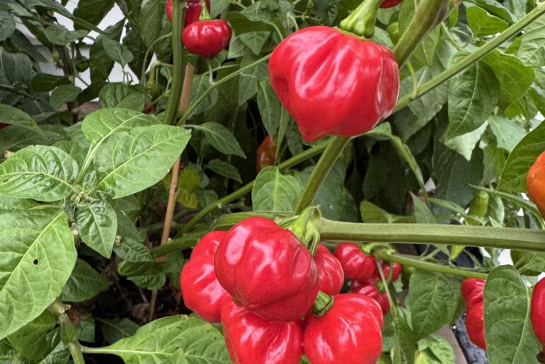 Scotch Bonnet? Not much heat