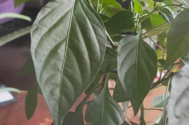 Habanero or Scotch Bonnet ?