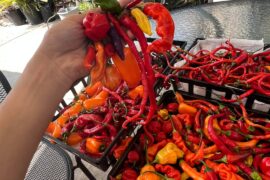 Today’s harvest