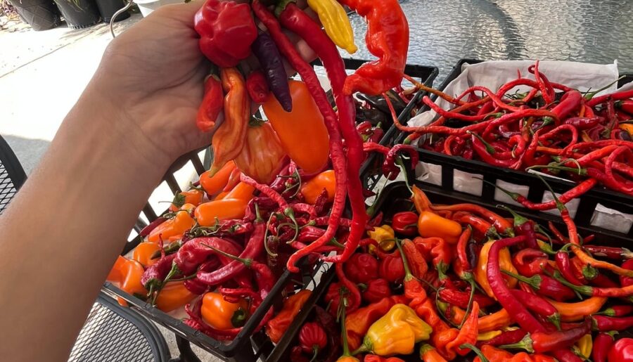 Today’s harvest
