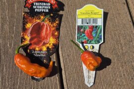 My Scorpions look like Reapers and my Reapers look like Scorpions?