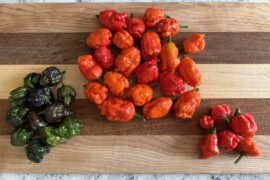 Decent harvest (reapers/gators/scorpions)