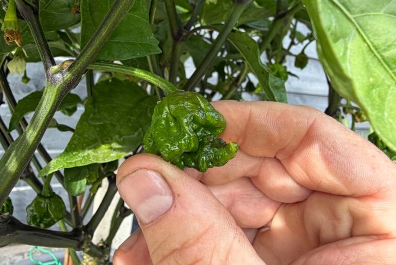 Reaper?