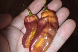 Prettiest pods of the year