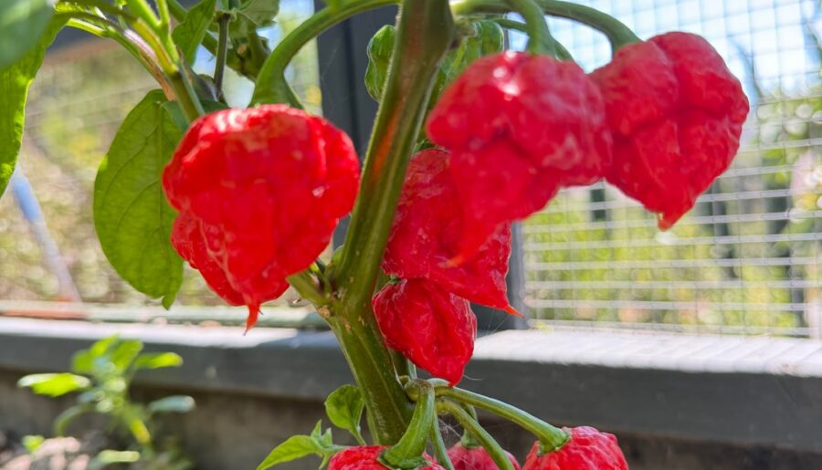 Trinidad Scorpions looking deadly!