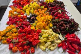 Persistently Picking my pepper patch