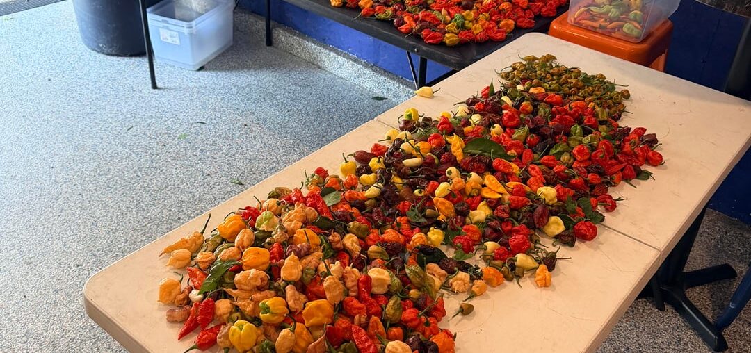 Big harvest