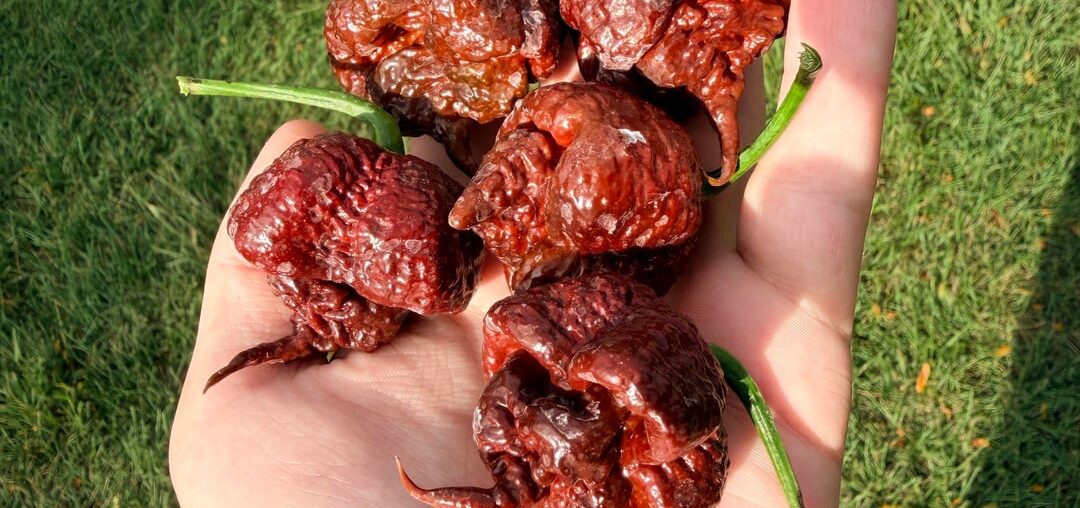 Chocolate 7 pot Primos