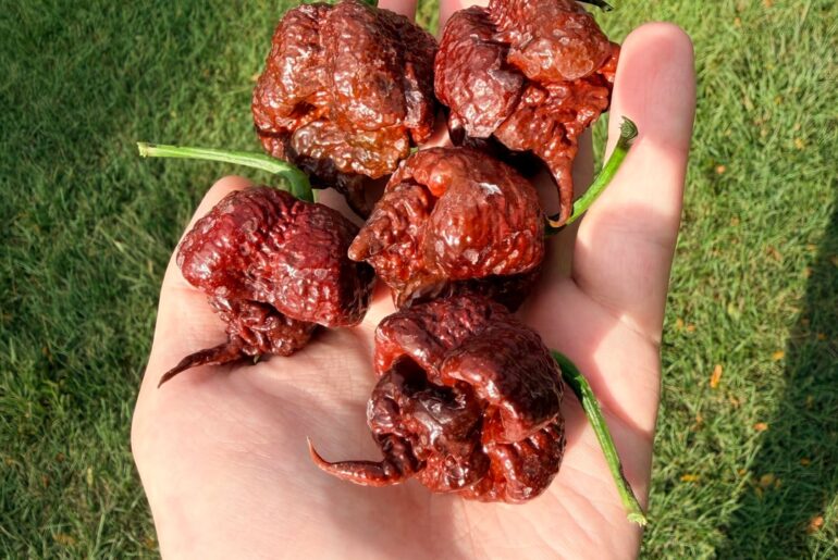 Chocolate 7 pot Primos