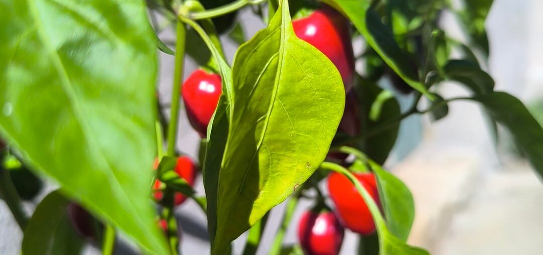 Help guessing the pepper