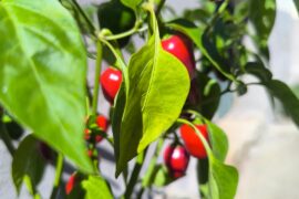 Help guessing the pepper