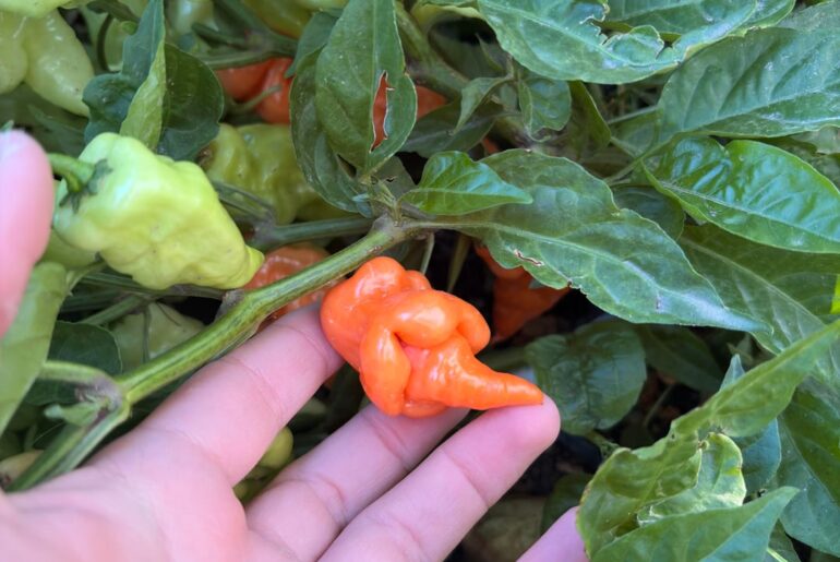 When should I pick them?