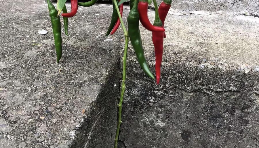 This chili plant is thriving right in a concrete crack, looking way too happy for its surroundings