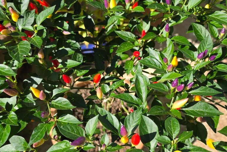 Abundance of NuMex Twilight - What to do with it