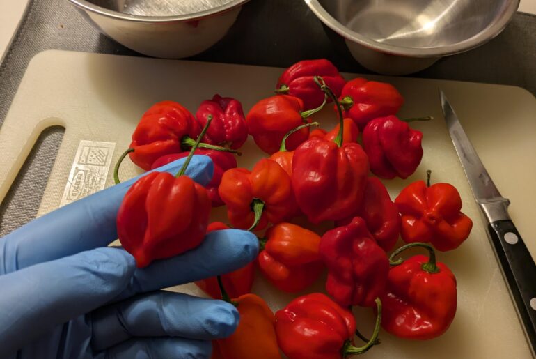 Habanero improvised hot sauce
